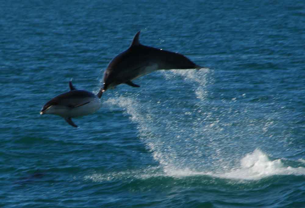Delfin Mular - Nueva Zelanda 1.jpg